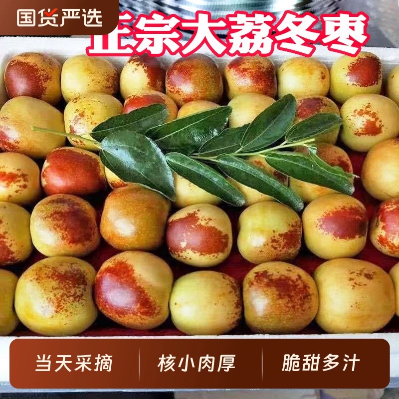 【酥脆香甜】正宗陕西大荔冬枣自然成熟新鲜顺丰京东产地直发