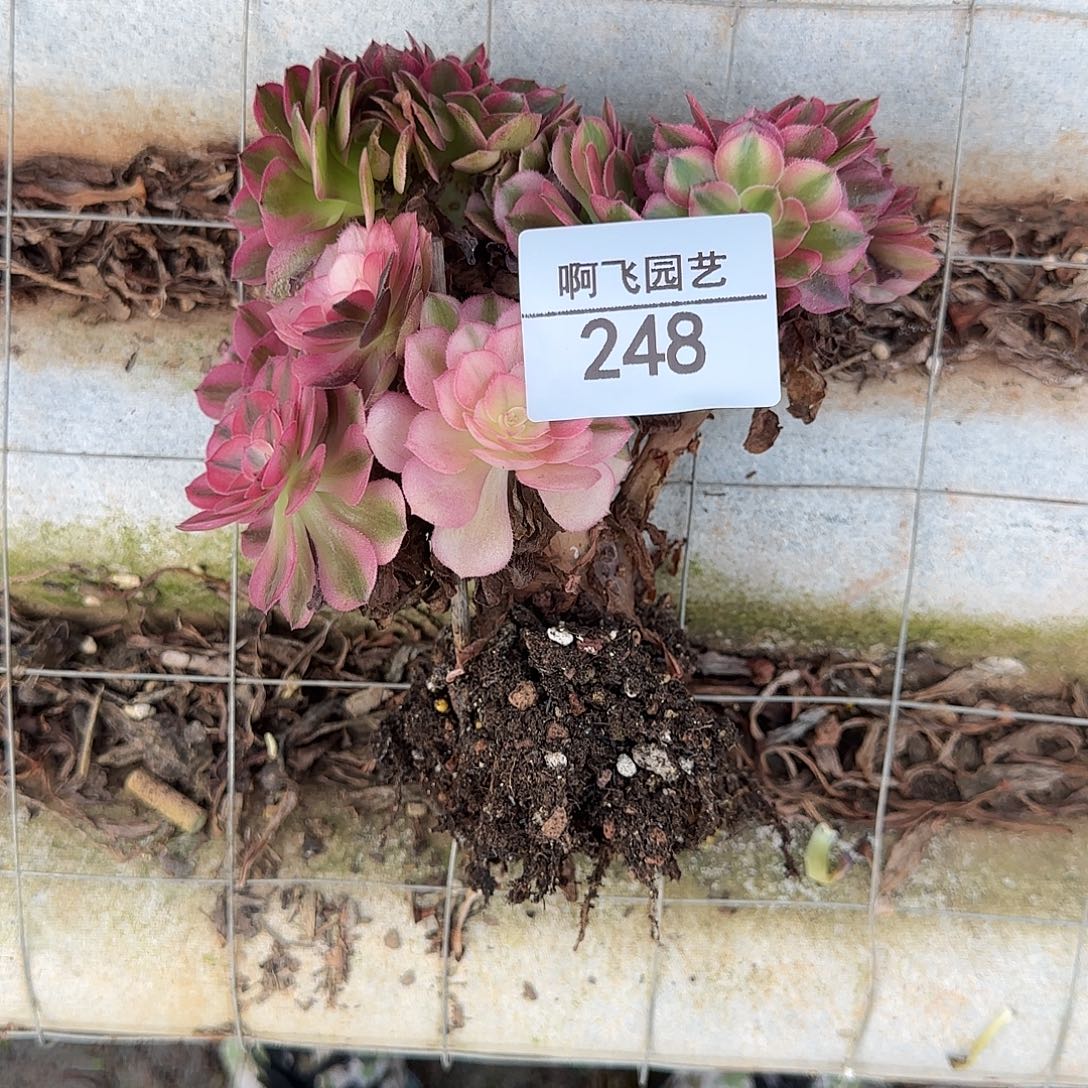 248多肉 荔枝缀福利