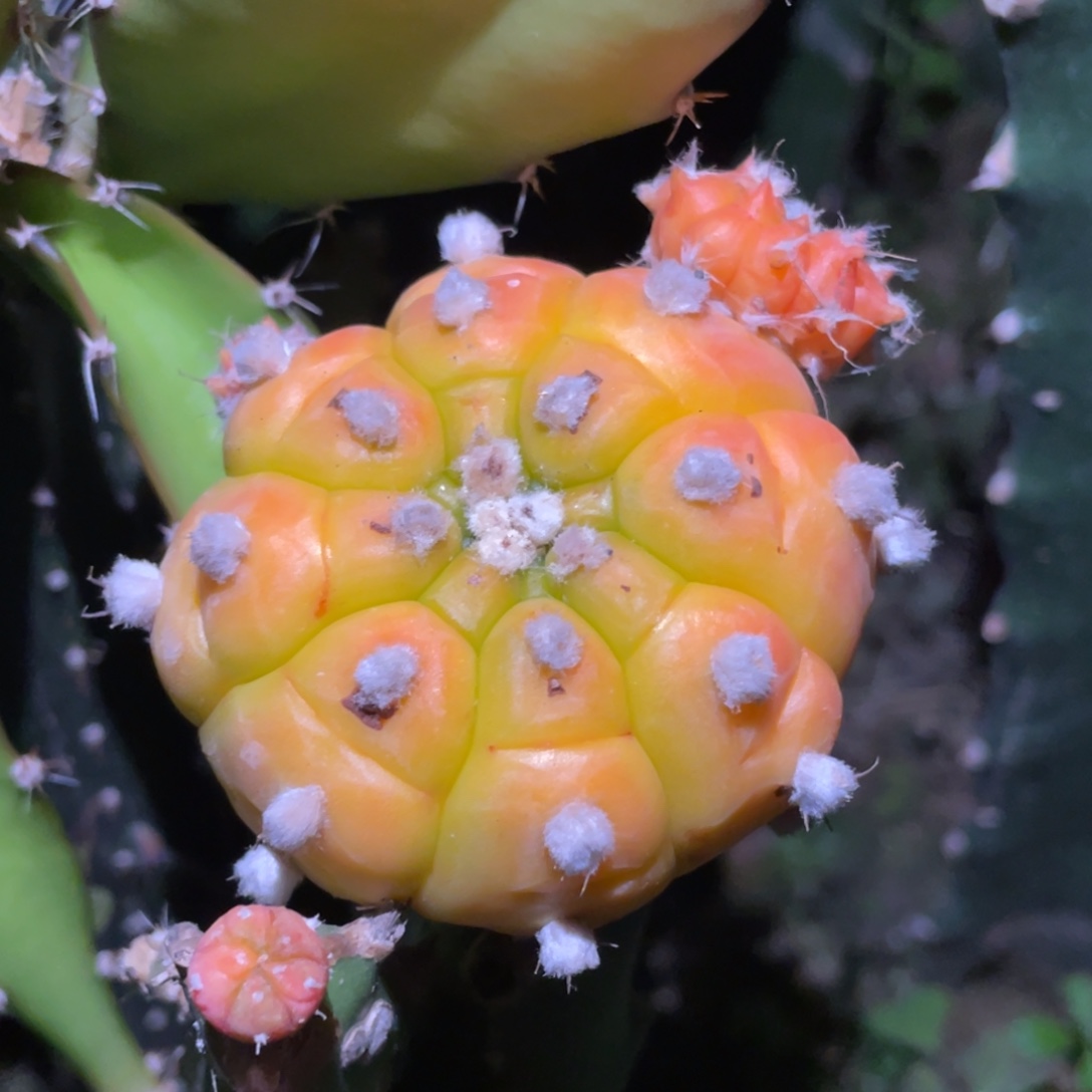 无花朵种源龟甲兜锦