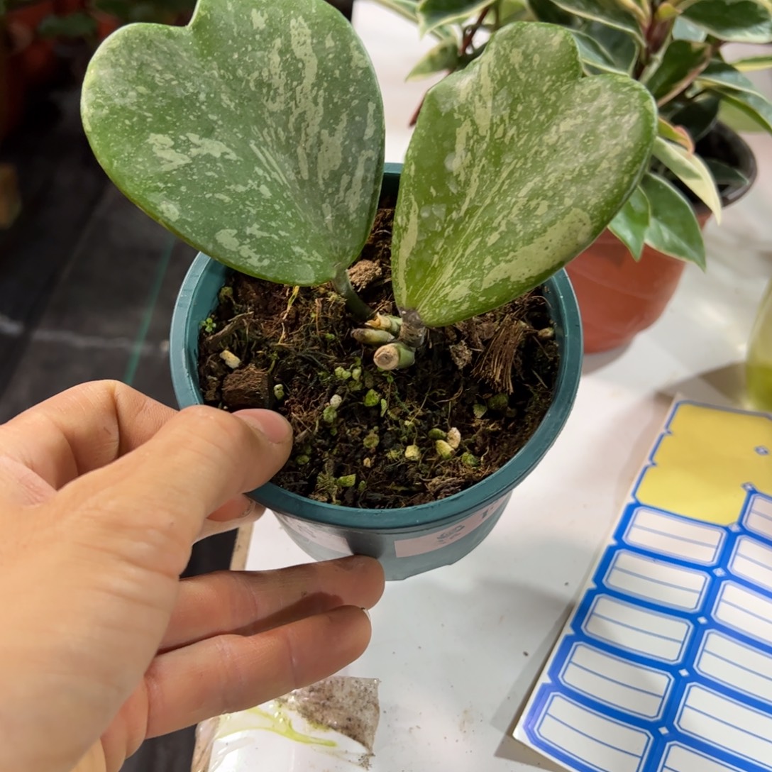 汉***霄无花朵高斑心叶球兰