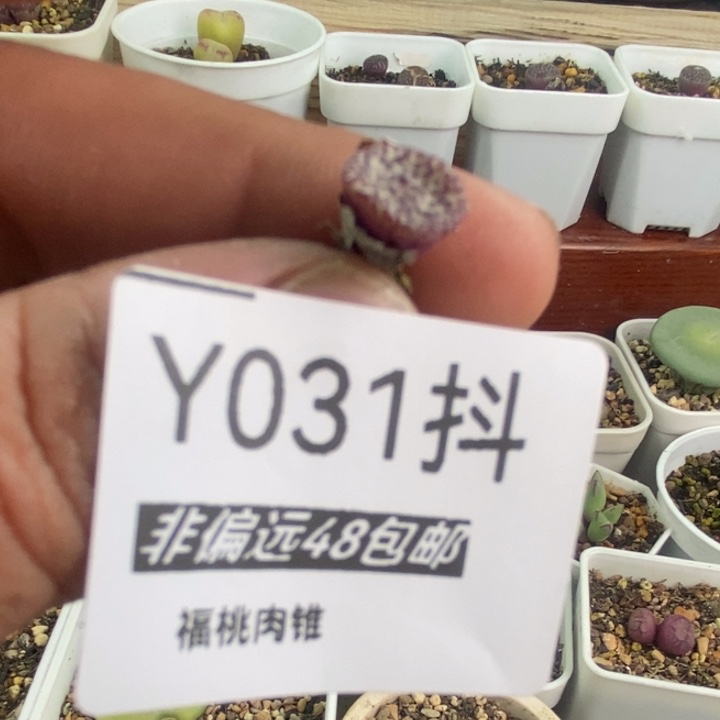 一物一拍031号红椒安贞