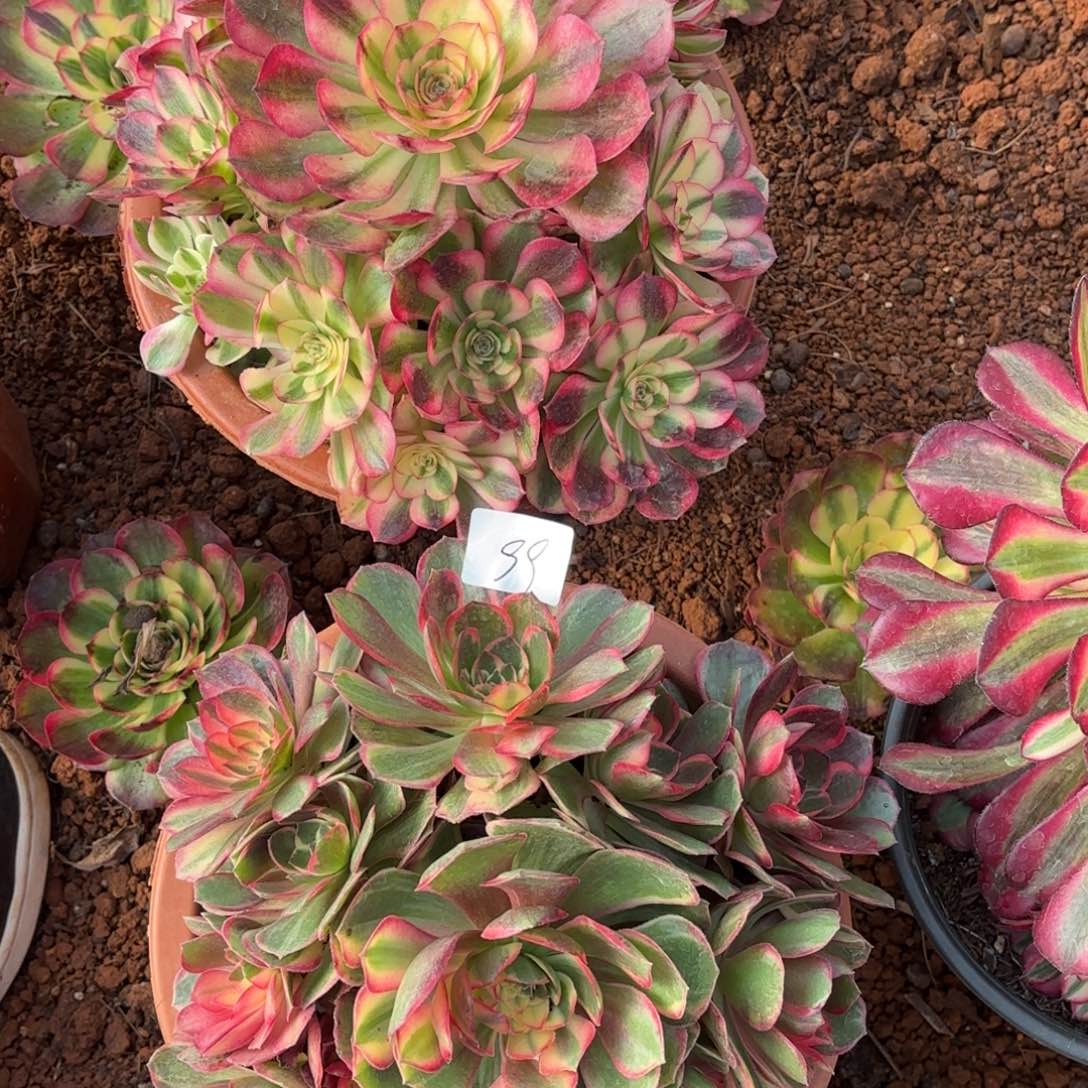 一***你云南多肉植物组拍