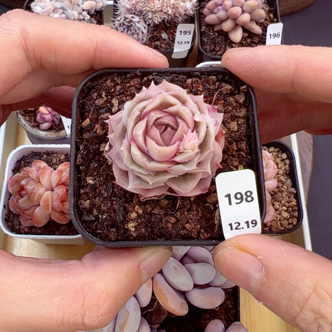 好好看198、哈哈哈哈