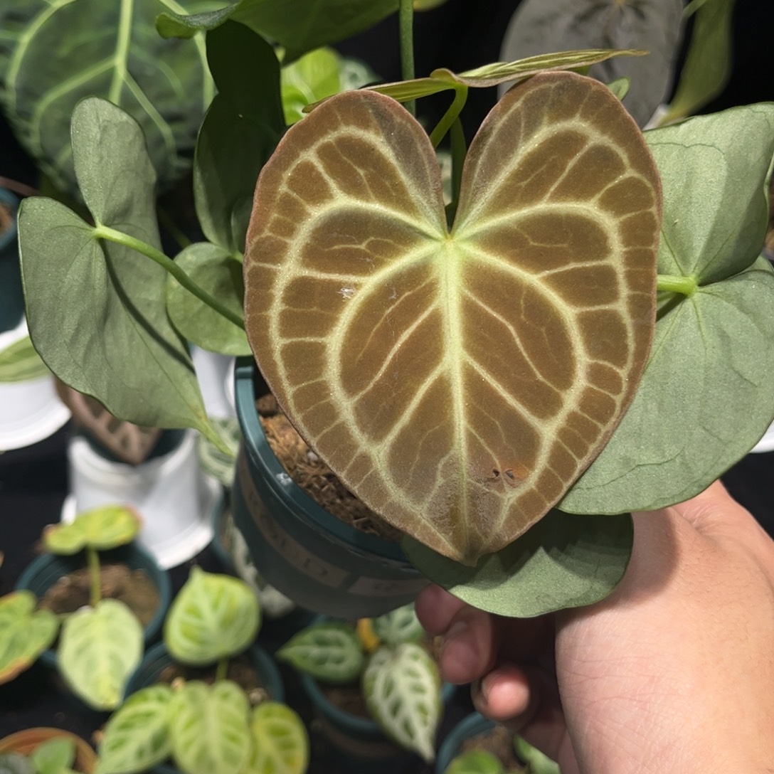 睡***.不开花植物空包不给