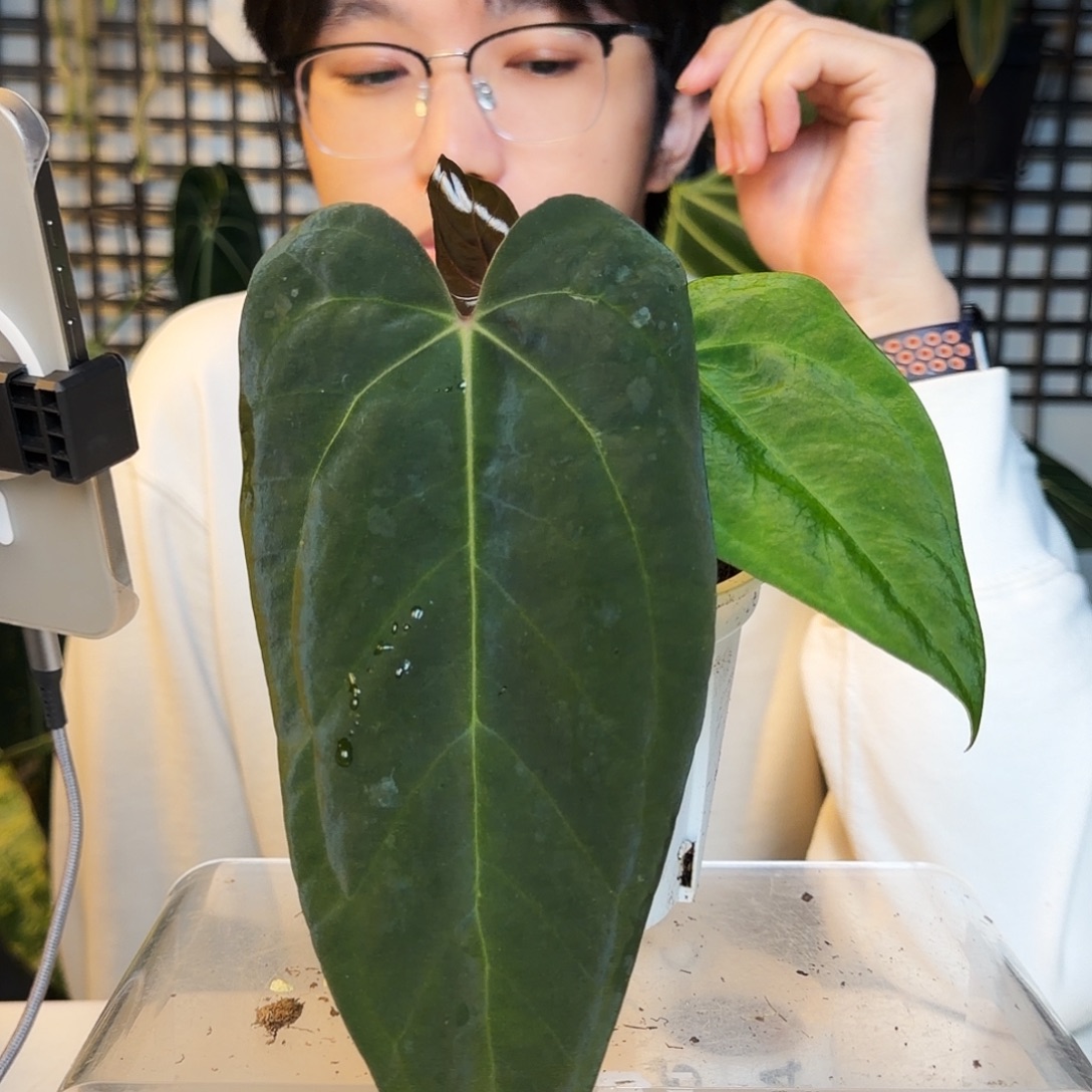 完全开放C75黑丝绒paip