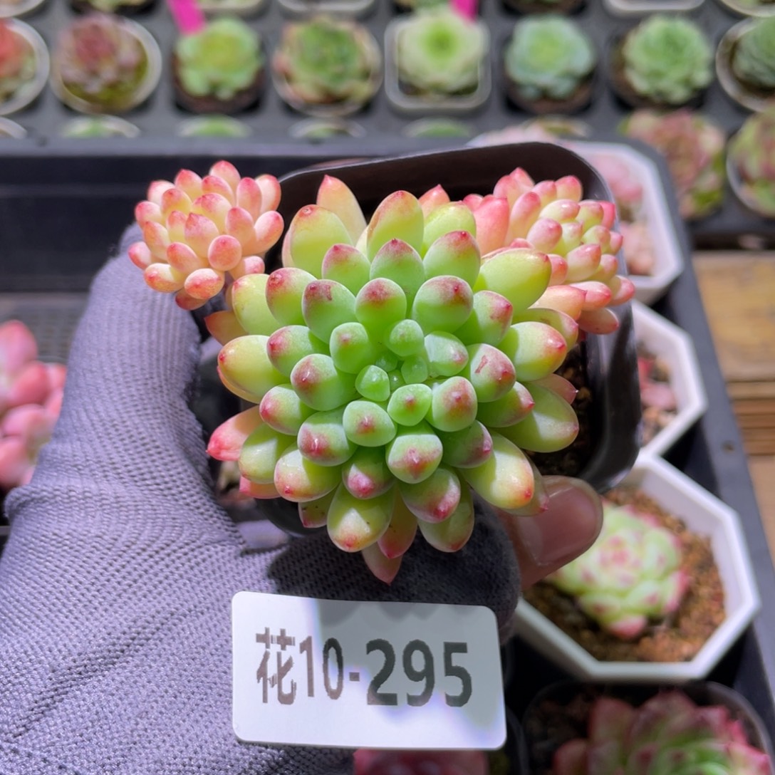 花利美10-295烟花