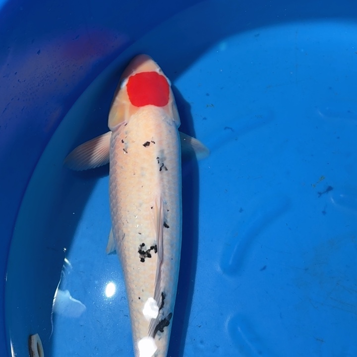 锦鲤板井单三专拍