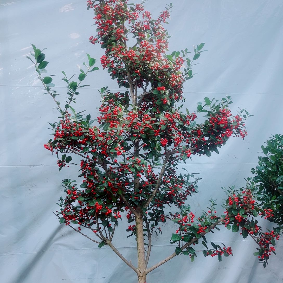 无花朵金玉满堂地