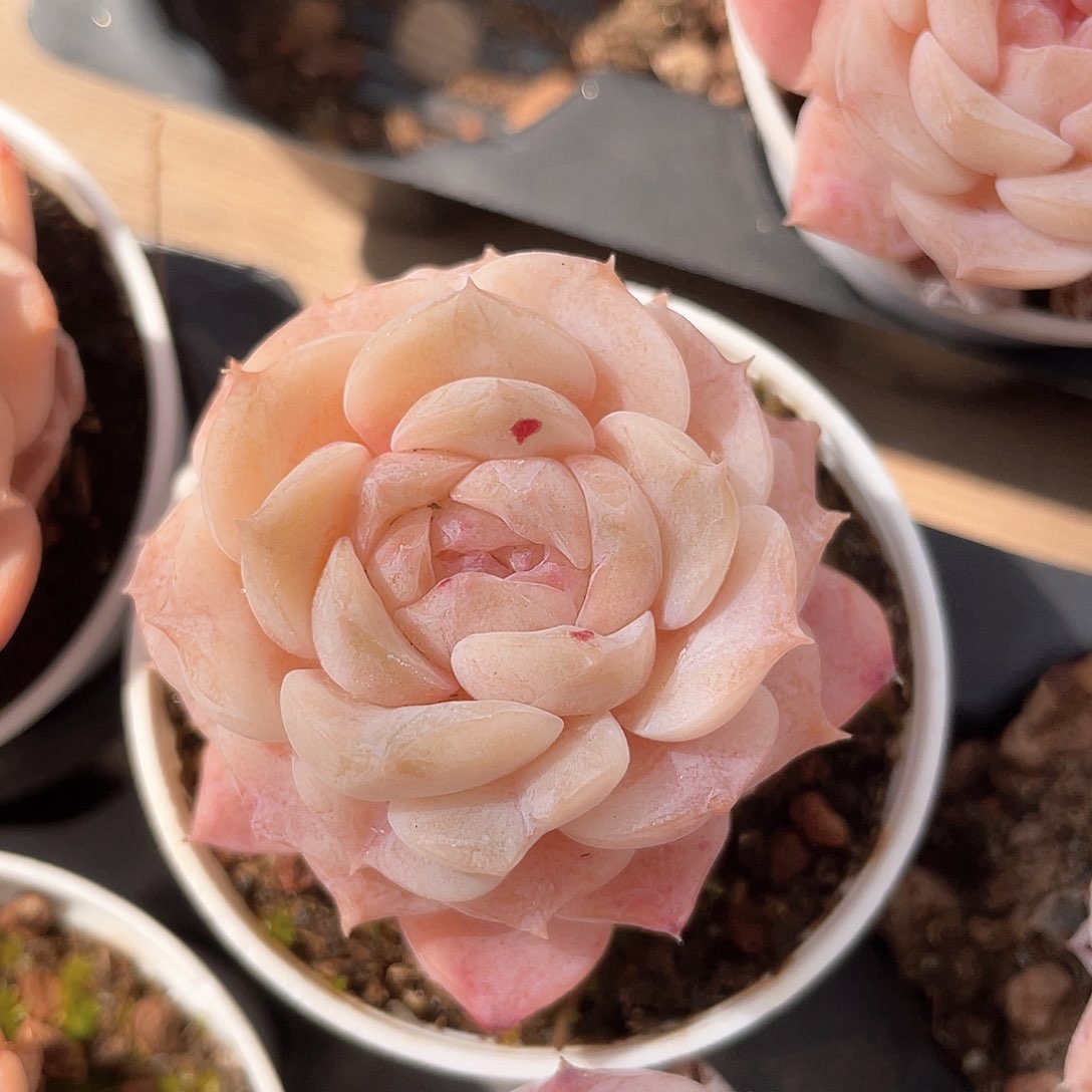 优选纯爱福利9219