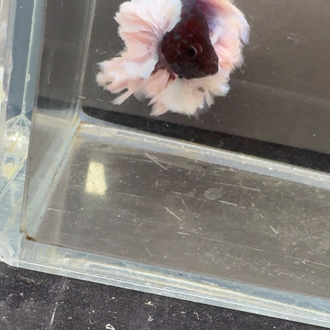 x***i海水鱼6号印尼斗鱼