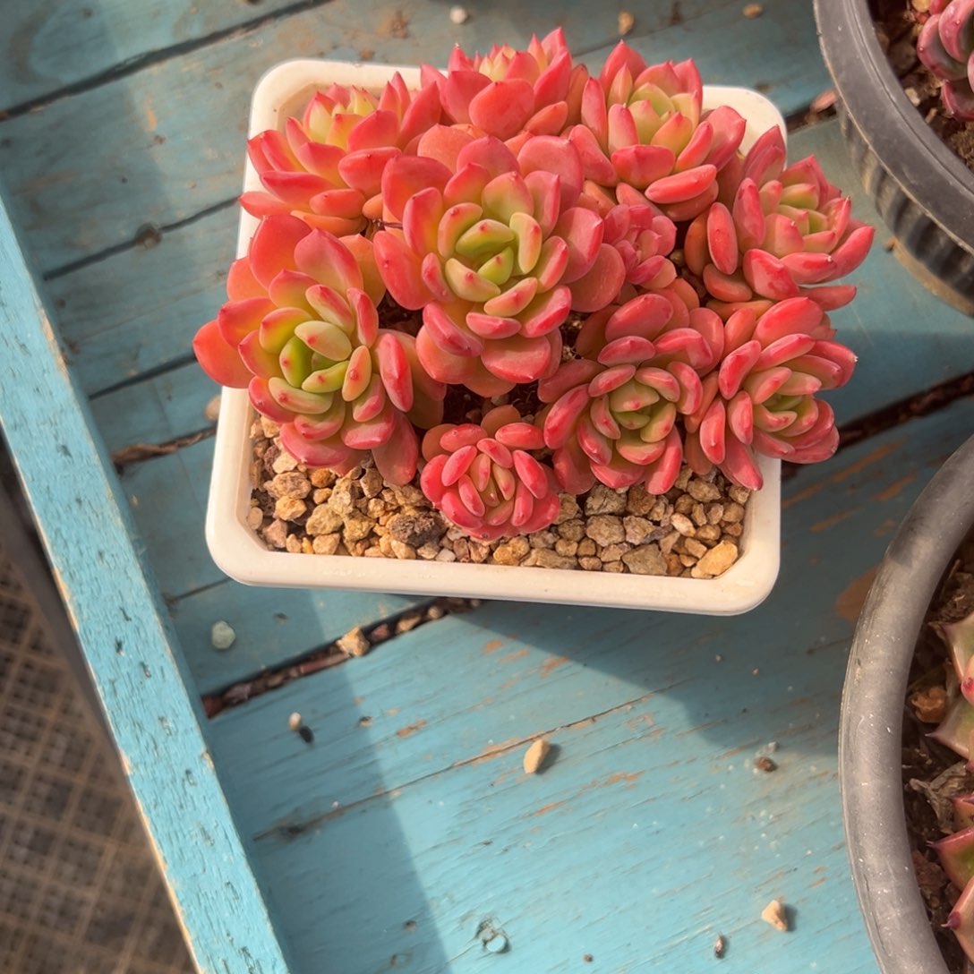 精品多肉植物老桩