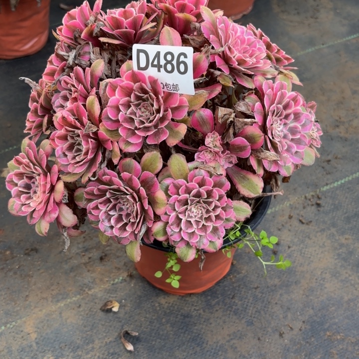 瑞妈多肉园艺 486粉铜，