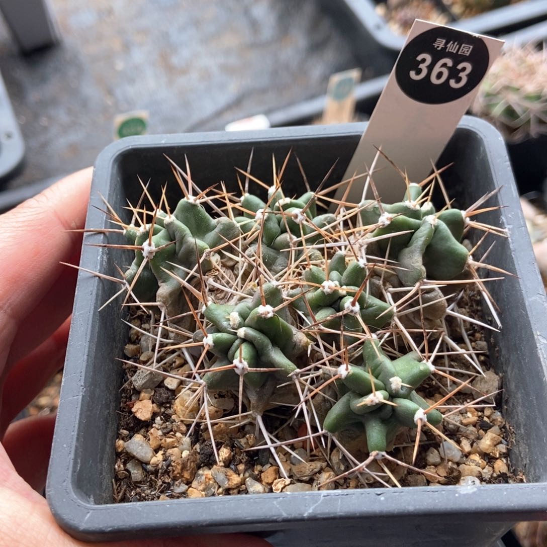 篝火虾群一颗仙人球