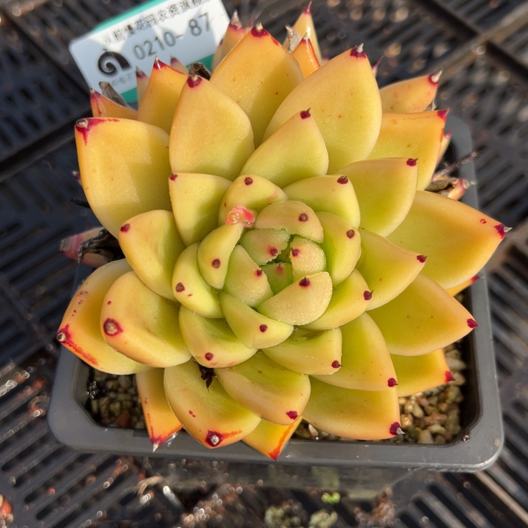 从前慢多肉精选编号0210.87