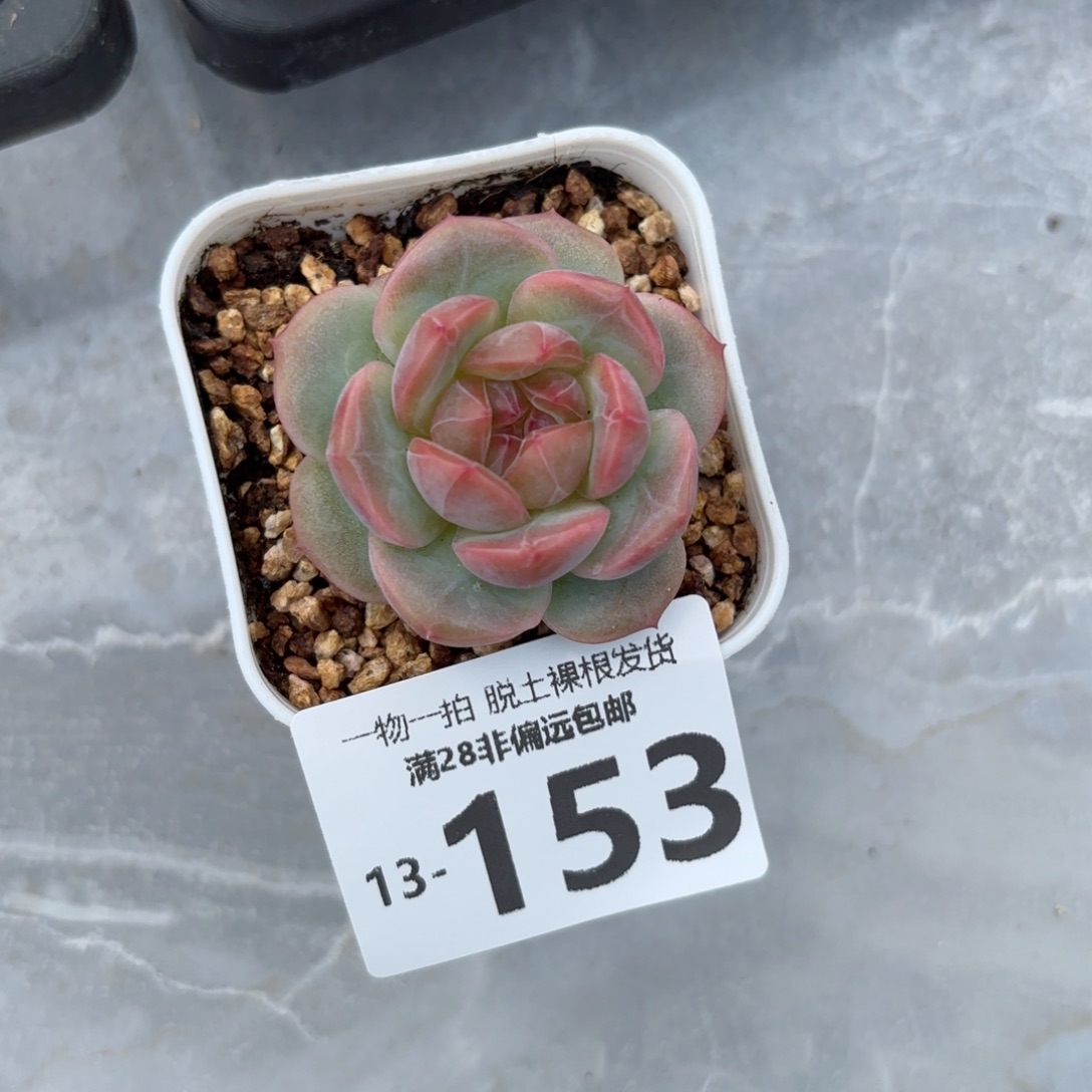 优选财富单头多肉多肉