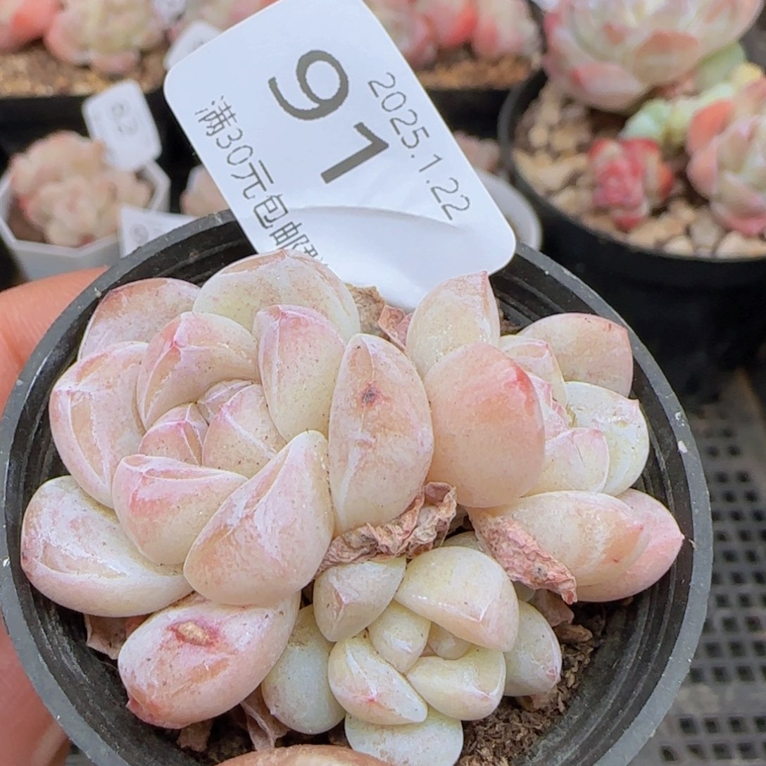 三头糖心冰玉一颗