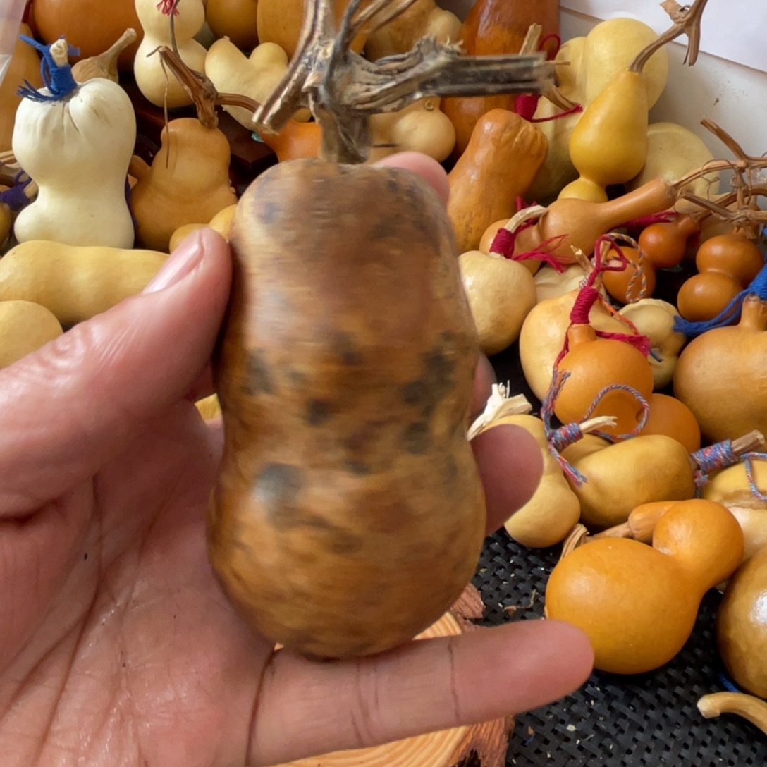 骑***风葫芦葫哈哈哈哈哈哈哈哈