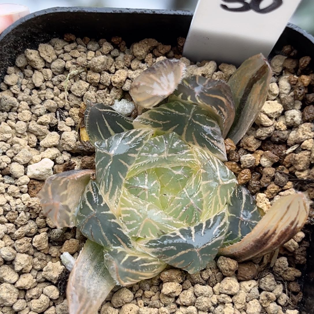 30大窗糊斑特大蓝镜玉露锦福利专场