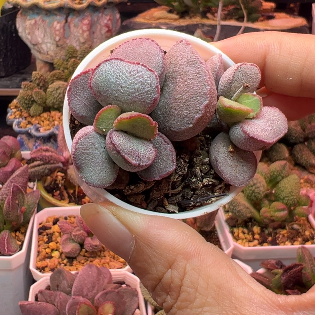 W***m一组自拍，感谢支持