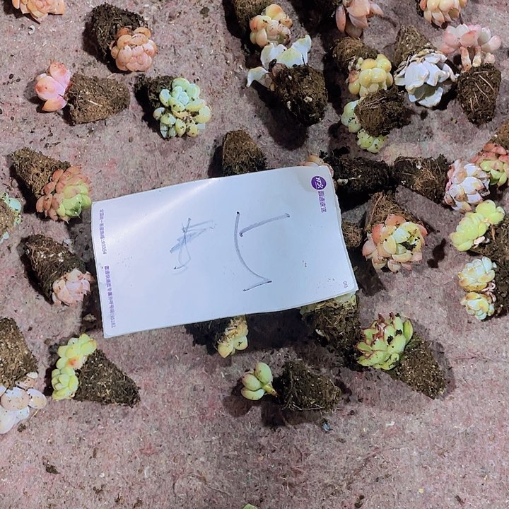 小**泽精品福利小穴苗5号