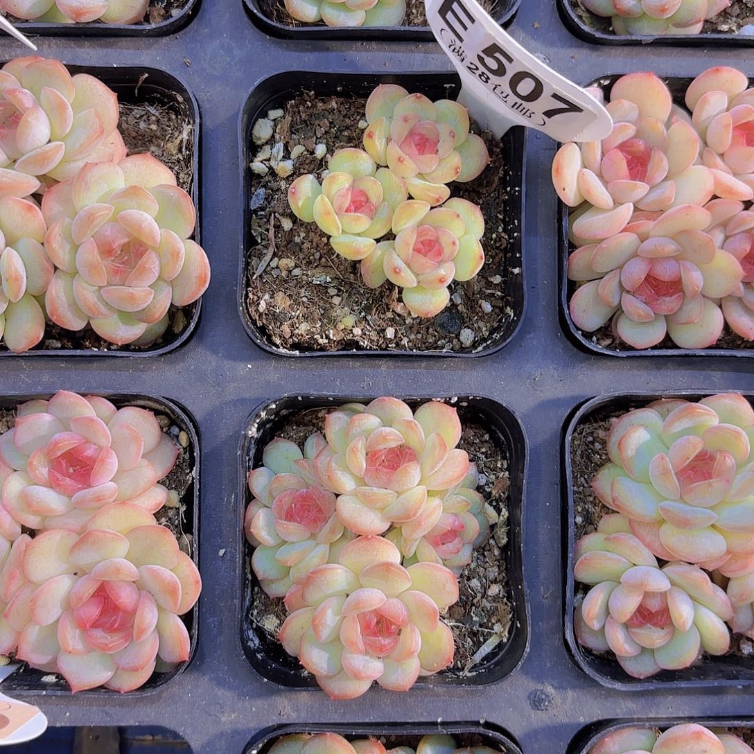 莱***毛E597琴心一物一拍