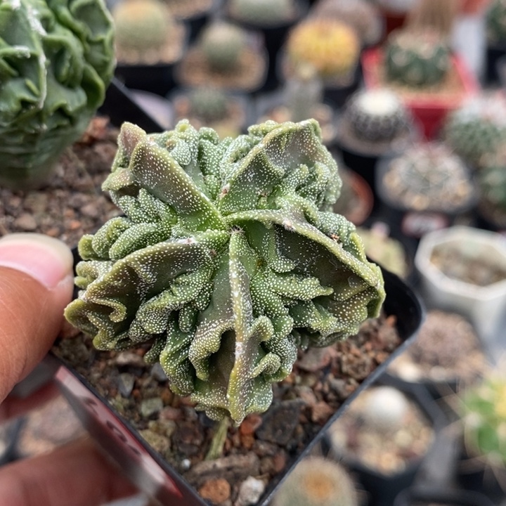 【闪购商品】685核桃鸾凤玉