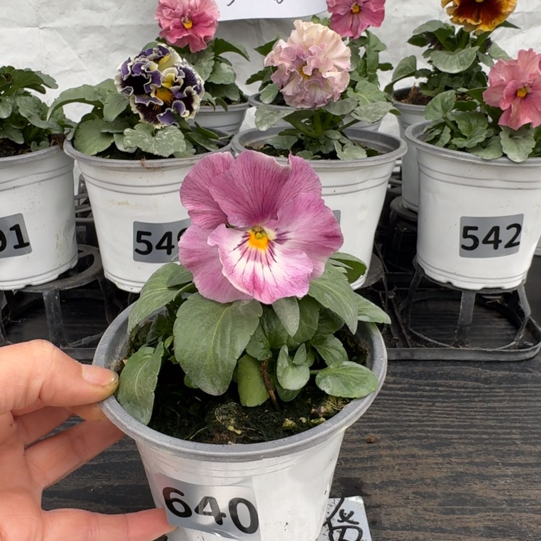 全部花朵640号粉希尔