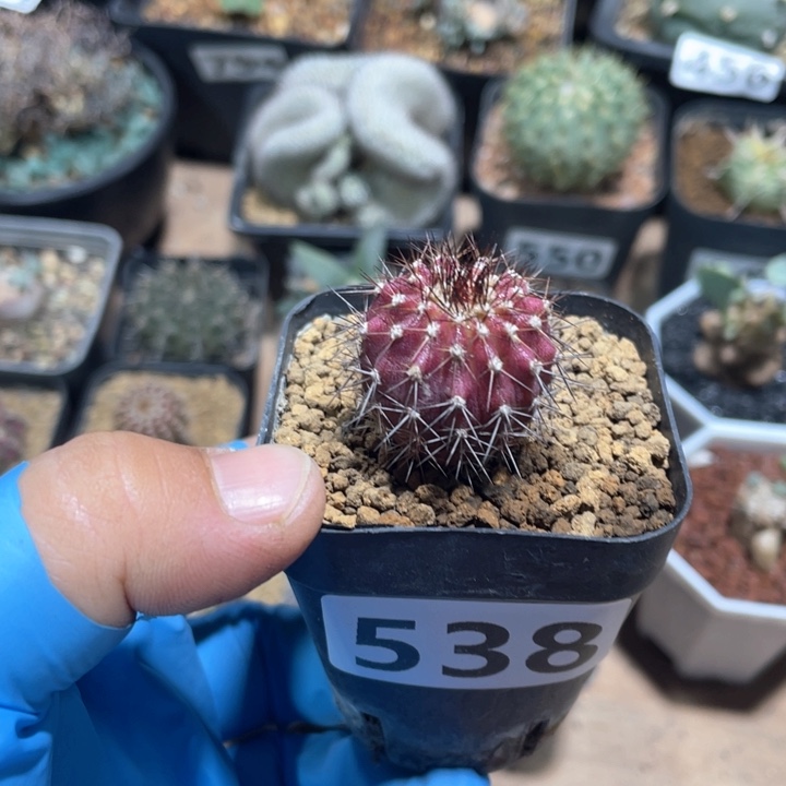 538实生紫皮尤伯球