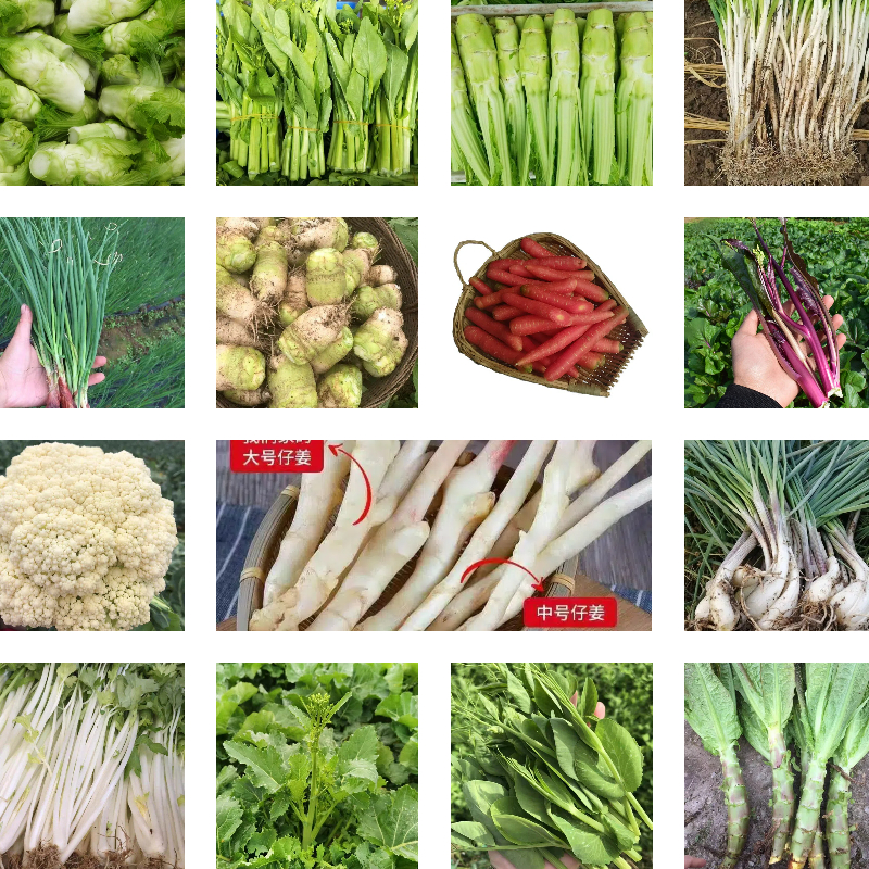 蔬菜拼单组合2/4斤