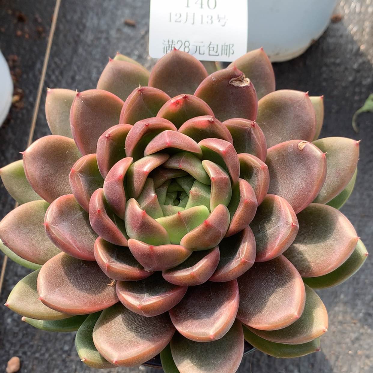 【闪购商品】云140号曼哈顿14厘米