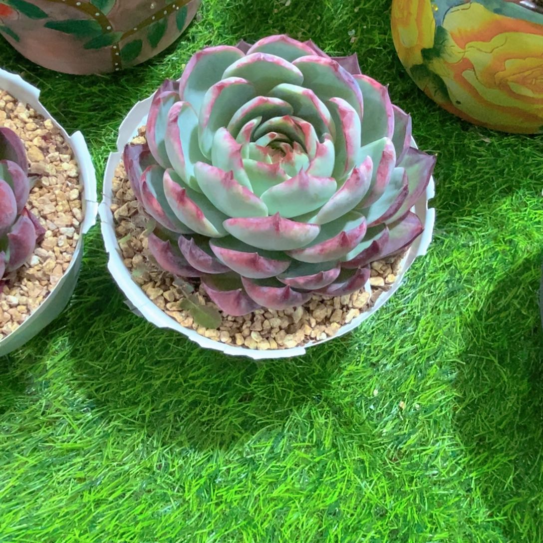 Z***g惊鸿仙子多肉植物老桩