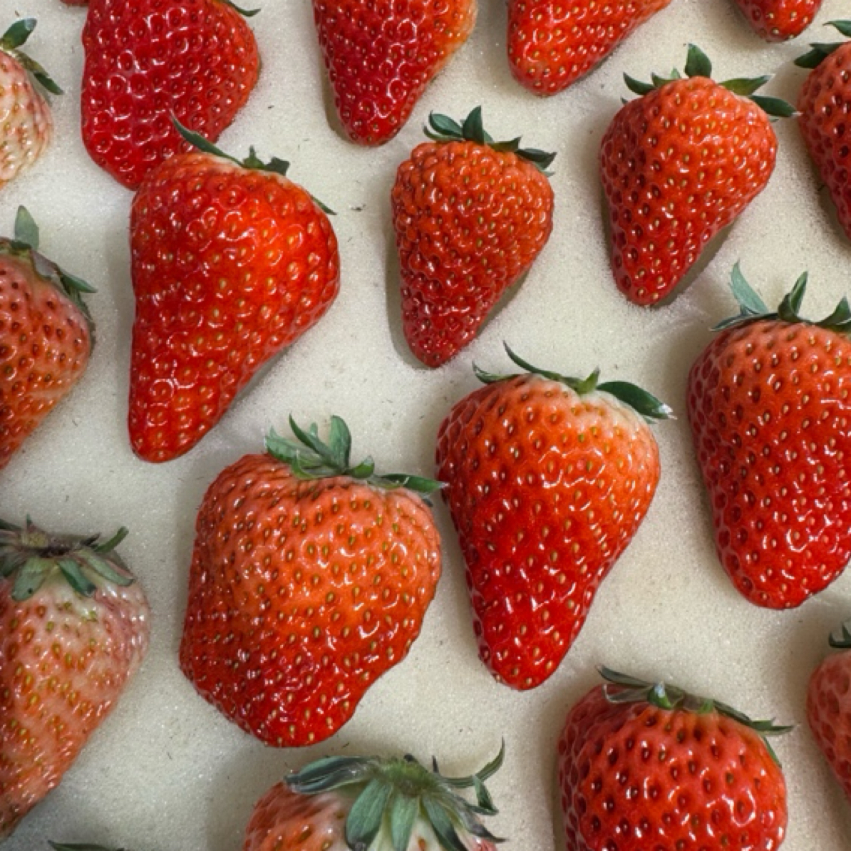 丹东九九草莓产地新鲜现摘当季水果露天种植清爽脆甜香甜红孕妇水果辽宁省