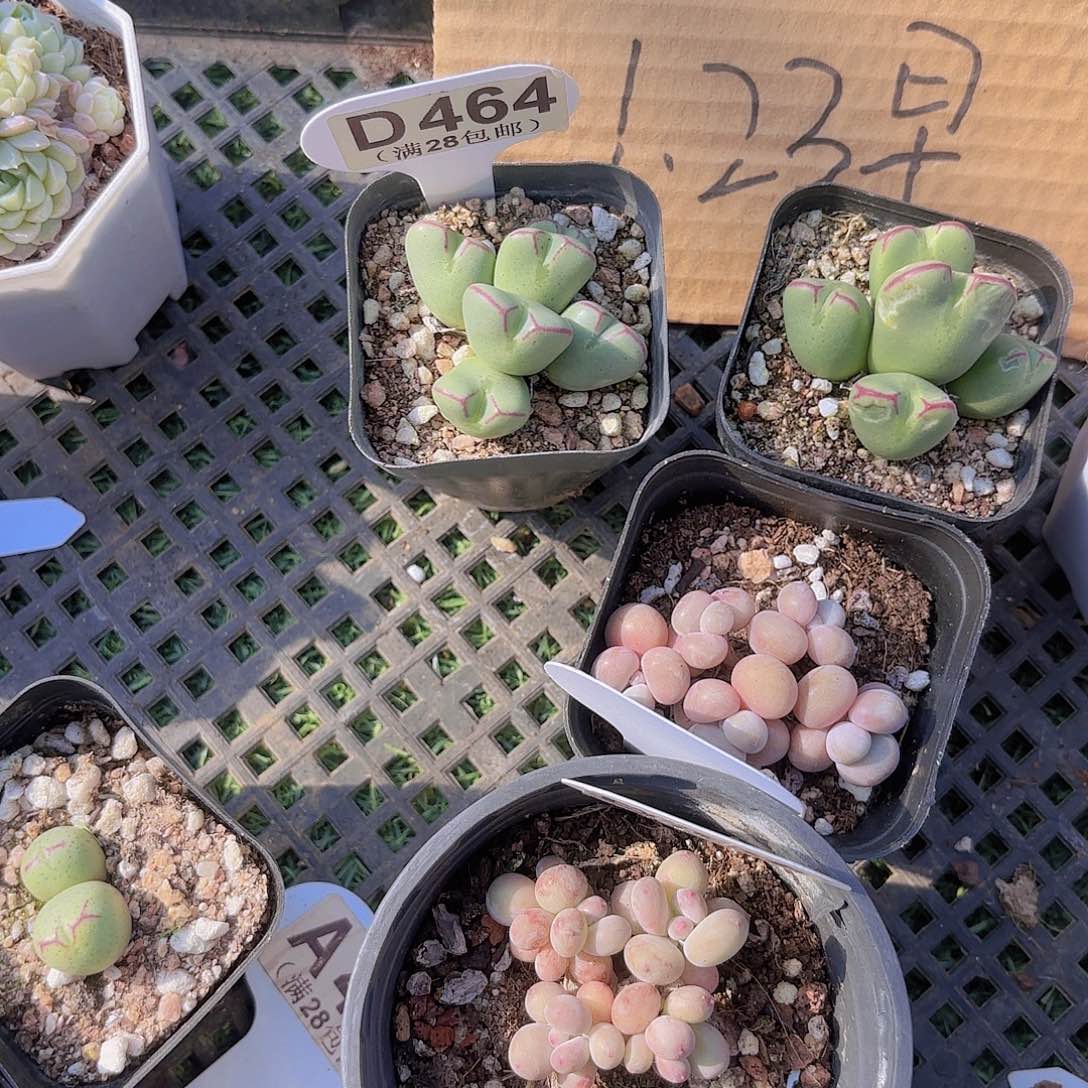  D464少将一物一拍