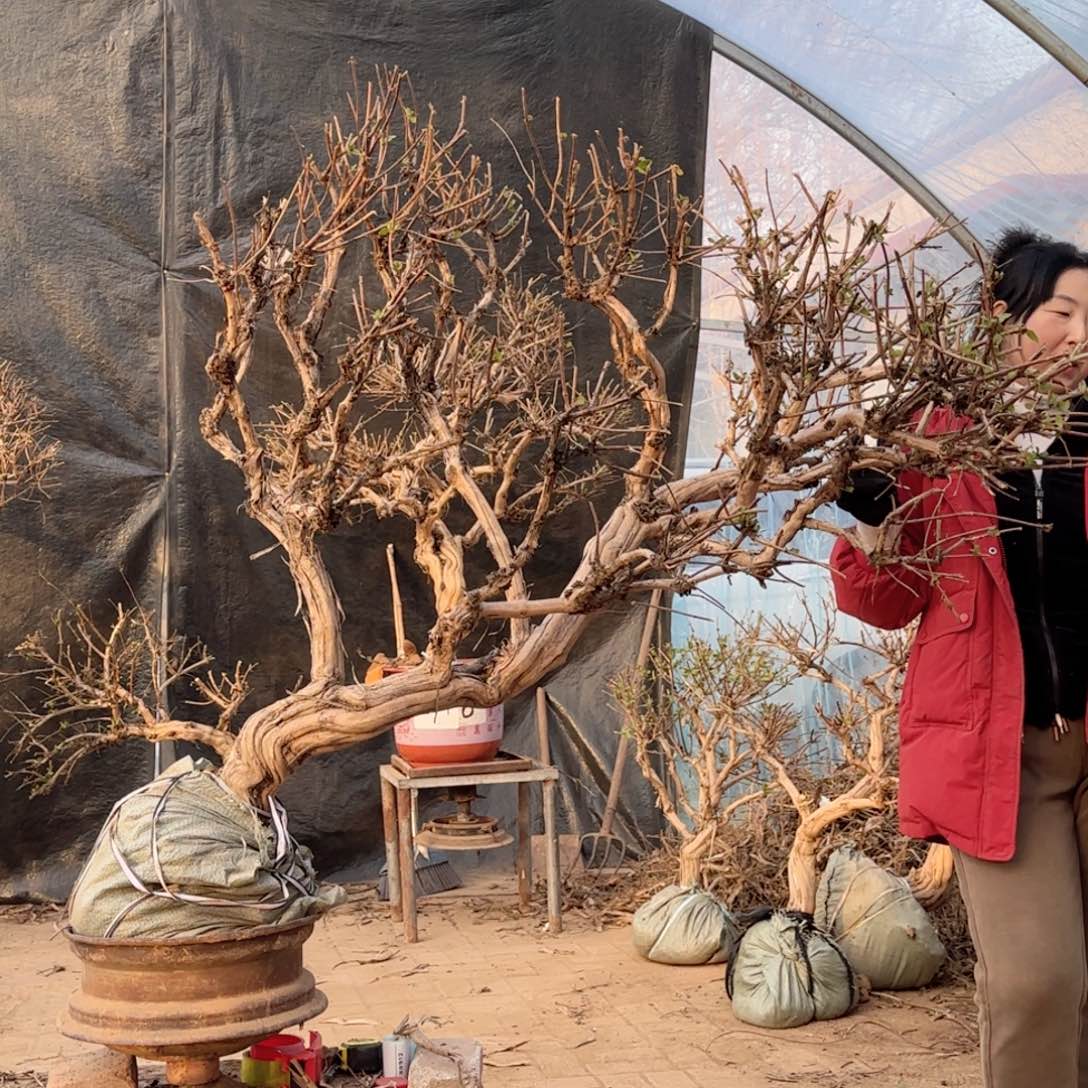 太***雀金银花金银花金银花金花