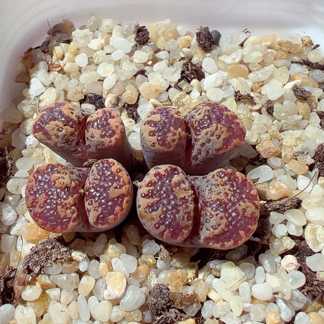 1202-274多肉多肉蝴蝶