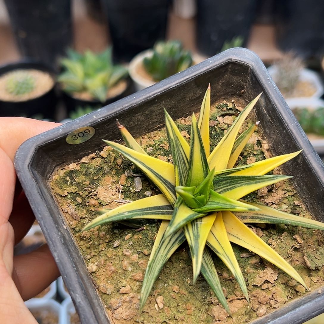 象牙塔金锦大颗8cm