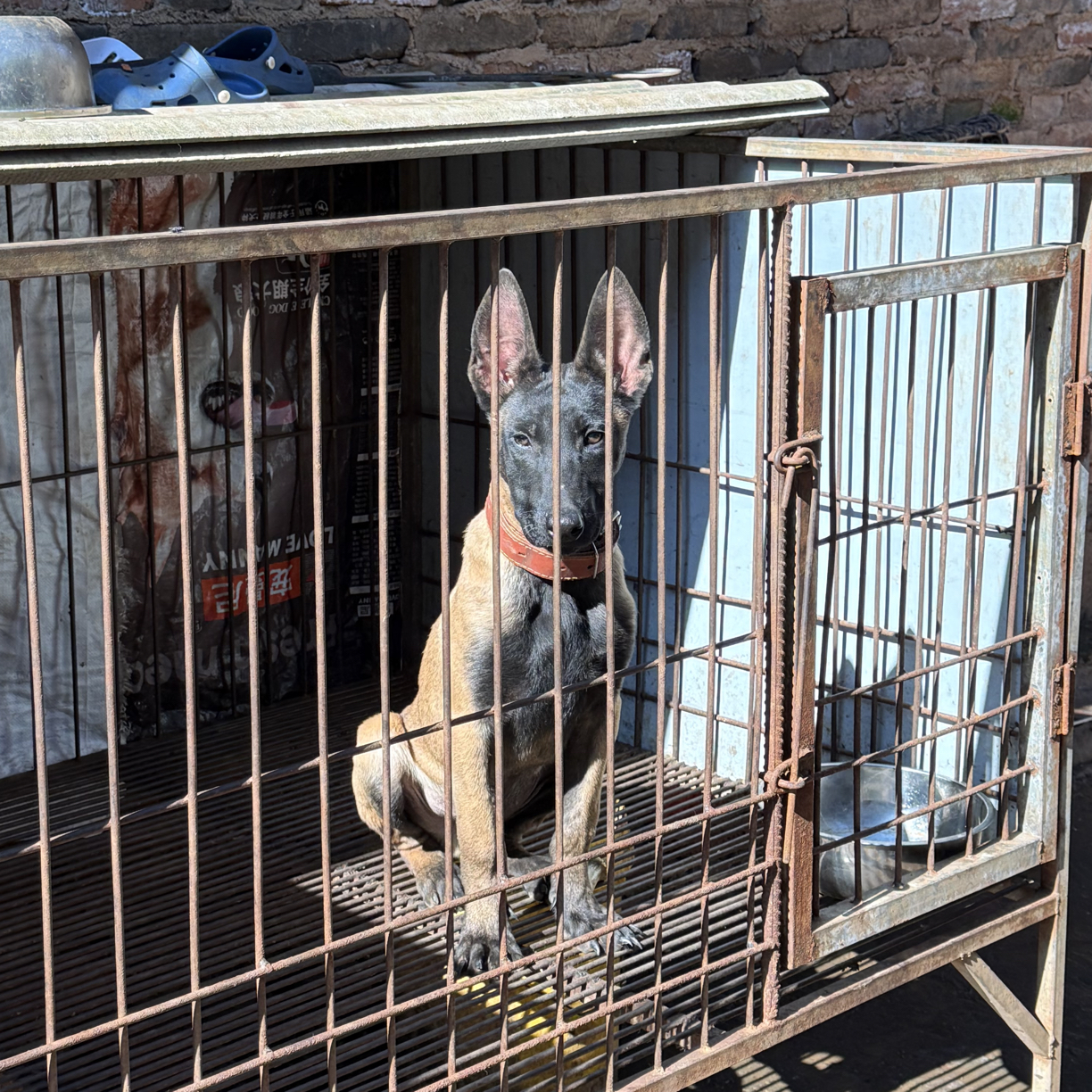 三个月老血马犬-公狗