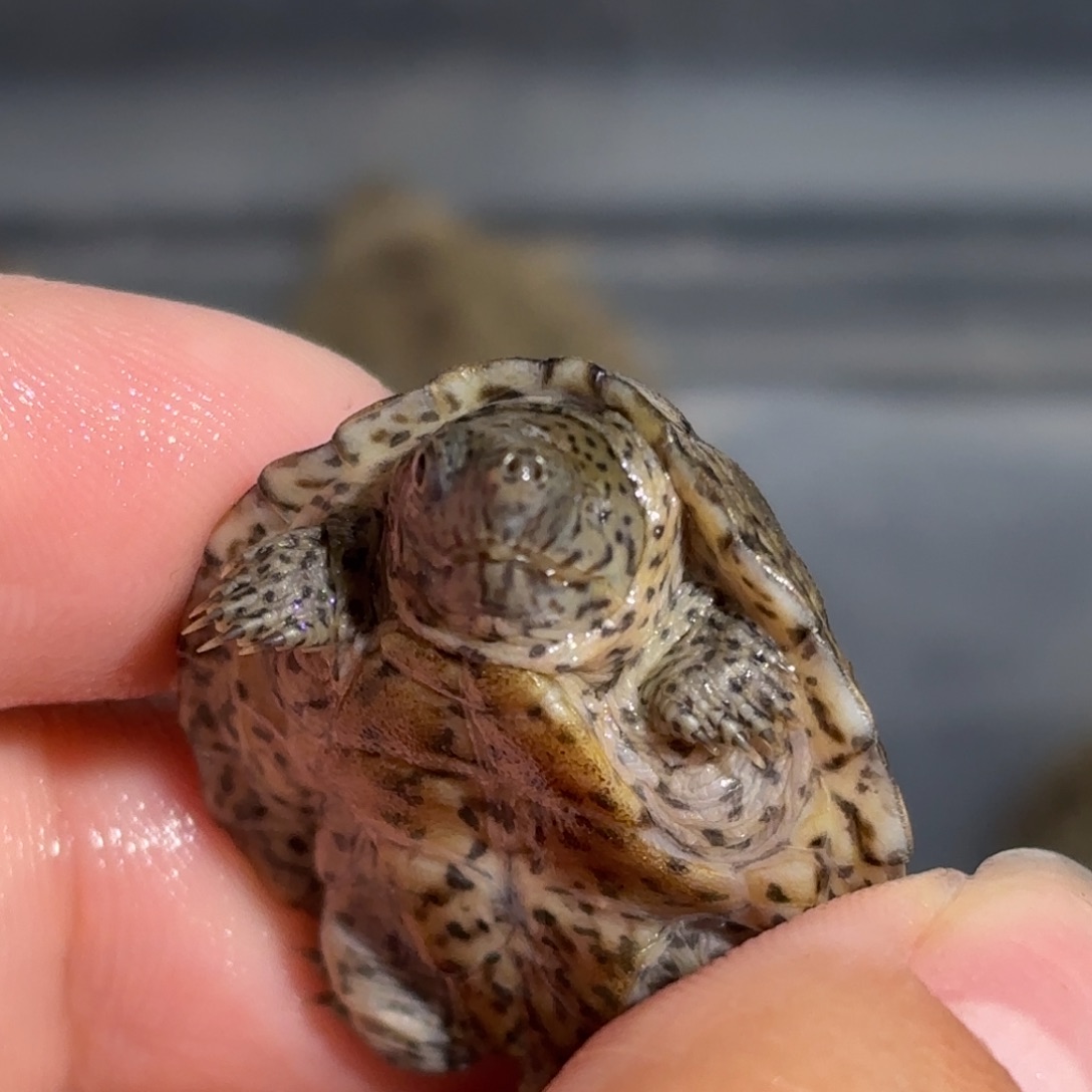 宠物龟不分公母独眼双满文黑刀3.2公分