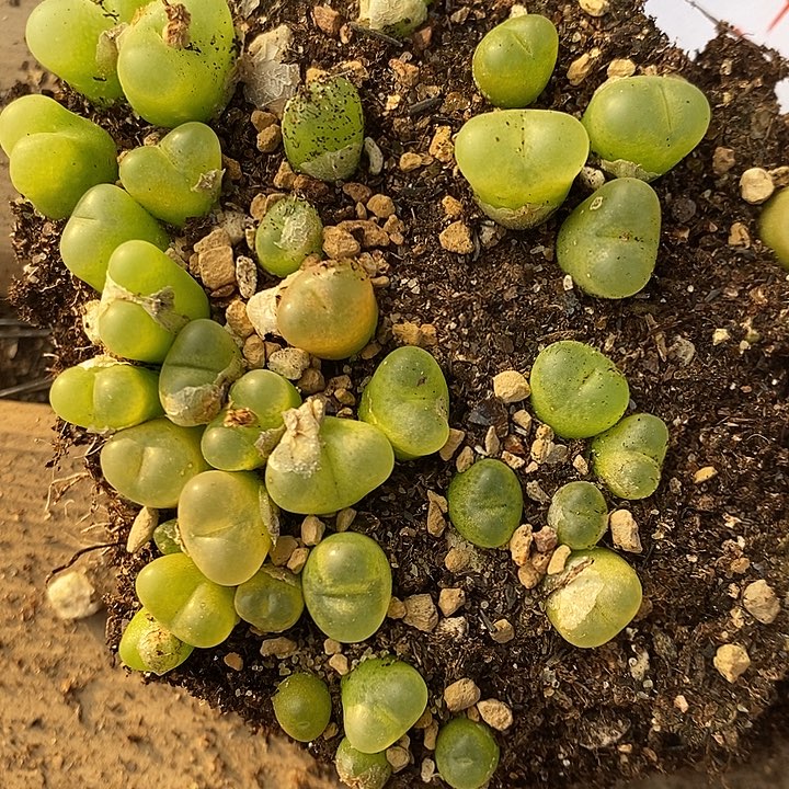 318毛汉尼切糕一组。  