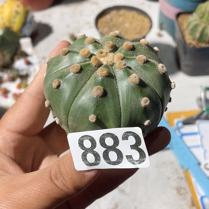 无根仙人球883兜一个