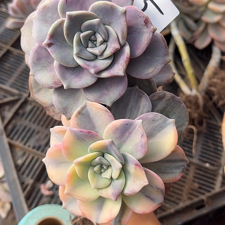 ****婆紫乐景5号多肉植物