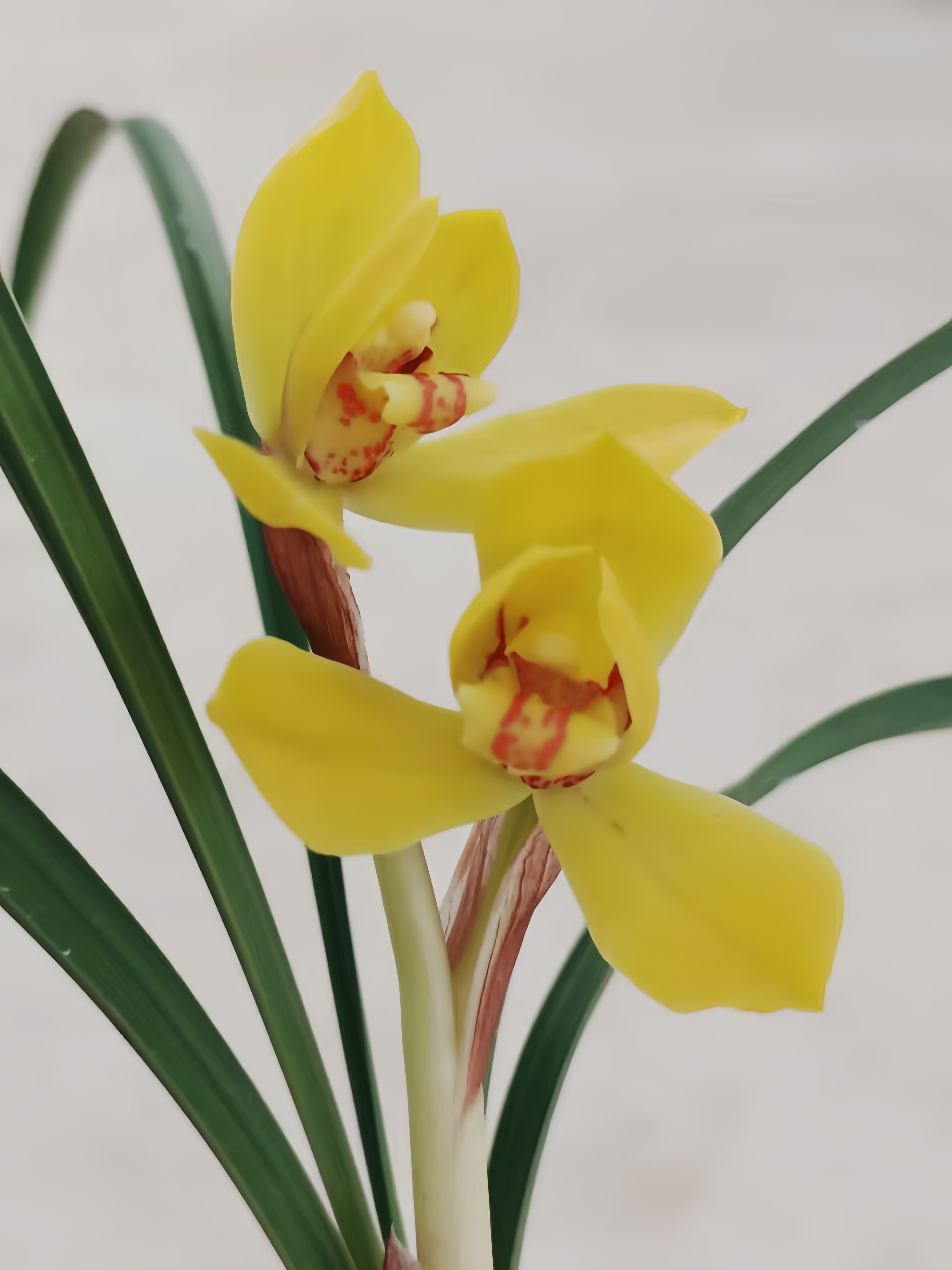 春兰矮种黄金荷兰花花期带花苞浓香花卉绿植室内种植好养