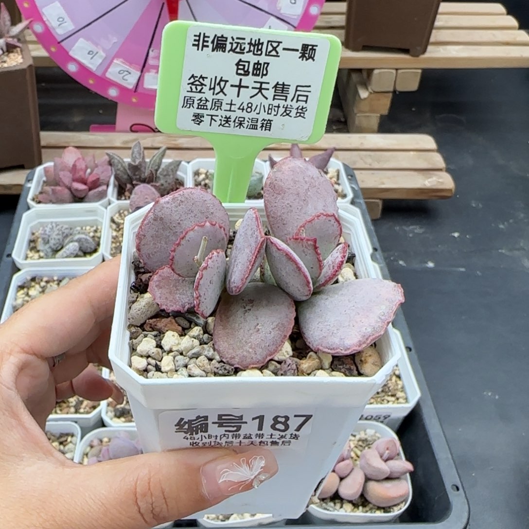 187白安泽多肉植物爱掉叶