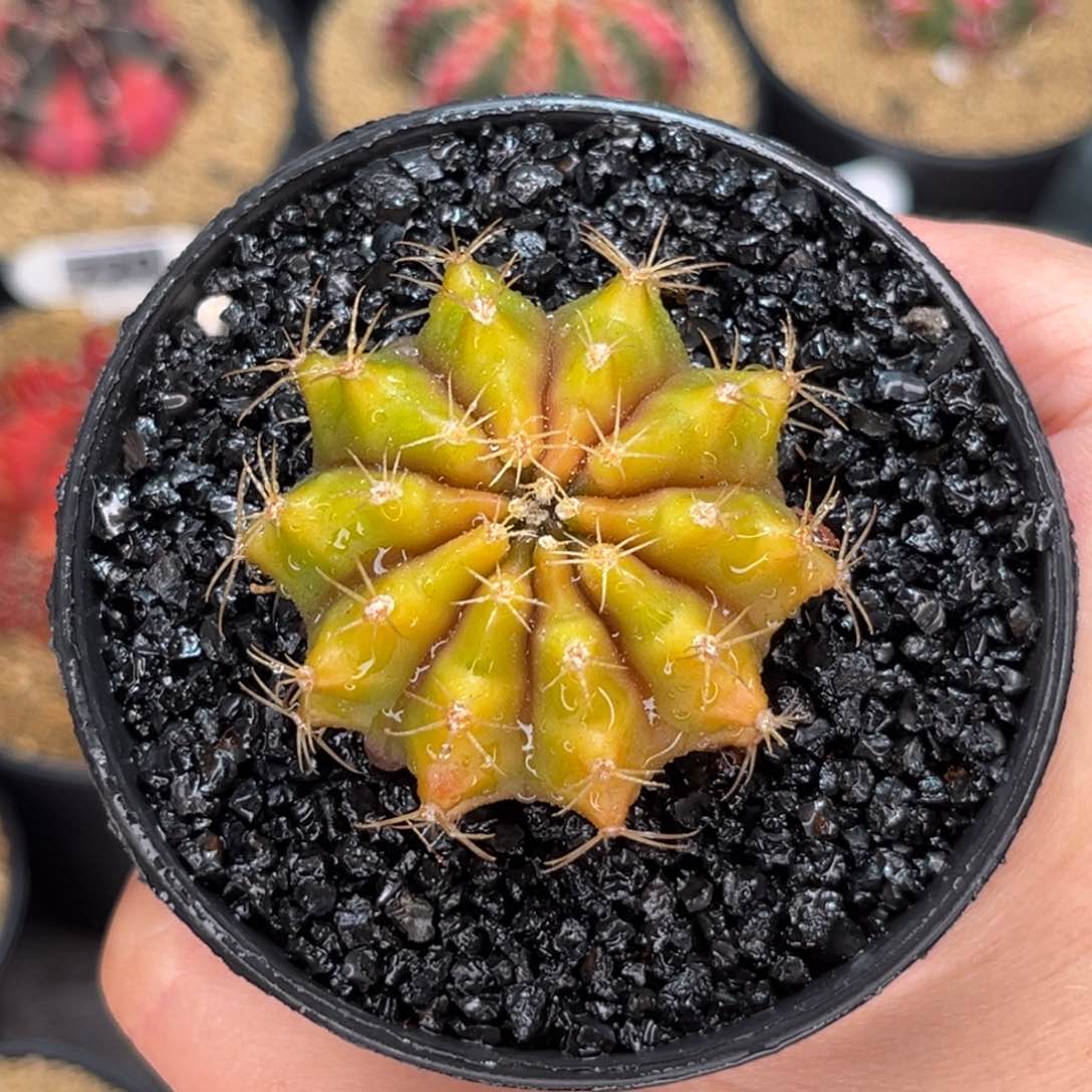 柠檬实生 米哈仙人球