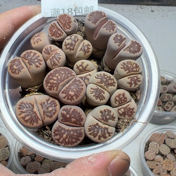 【闪购商品】 447。     