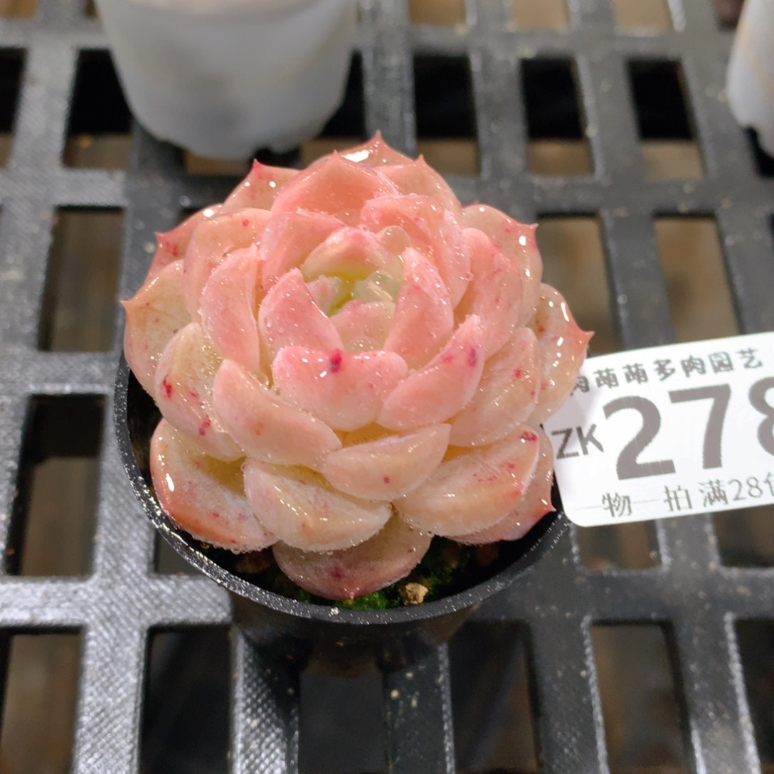 肉萌萌拇指盆精控多肉ZK278