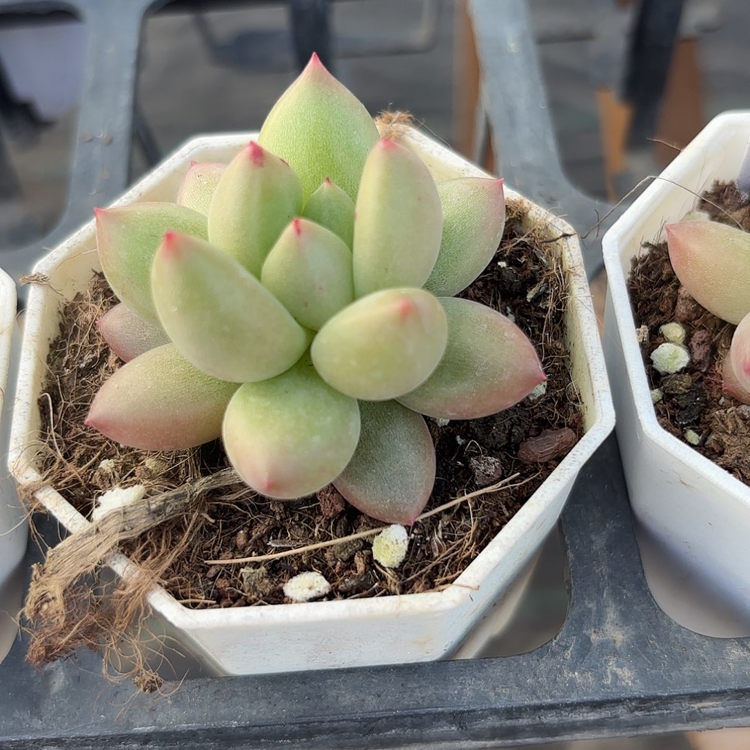 精品米其林多肉植物