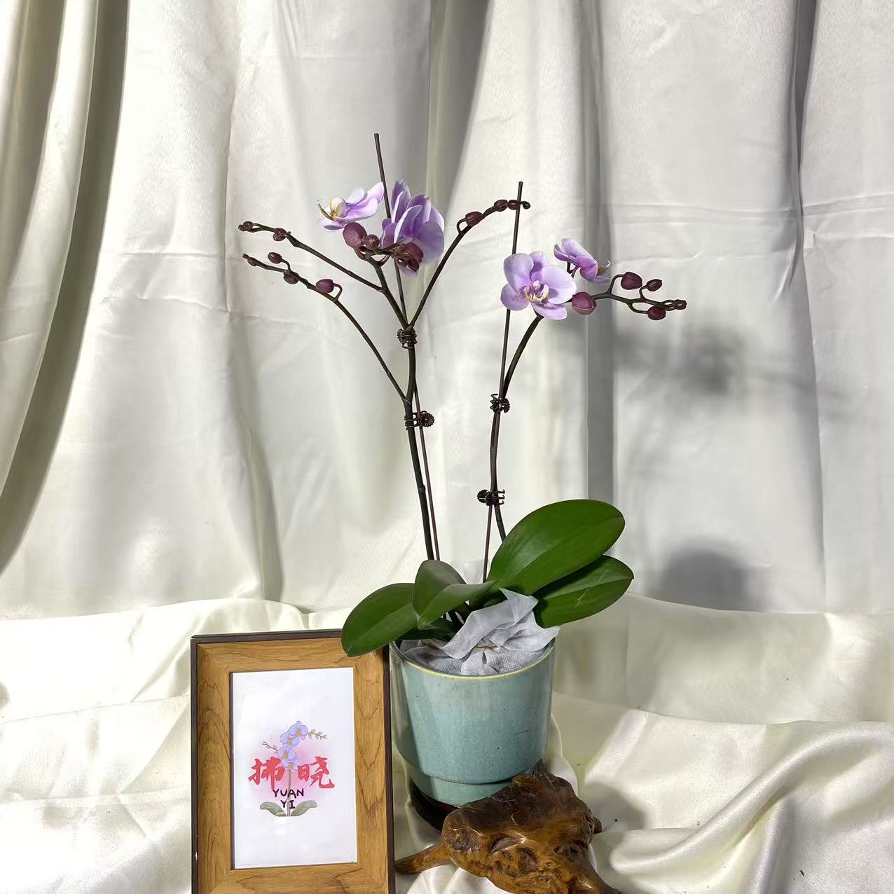 拂晓蝴蝶兰（罗斯基勒带花带花苞）开花珠发货