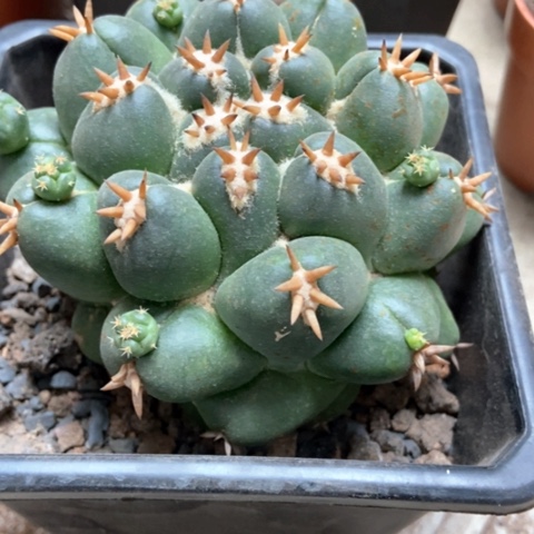 象牙仙人球35米仙人球