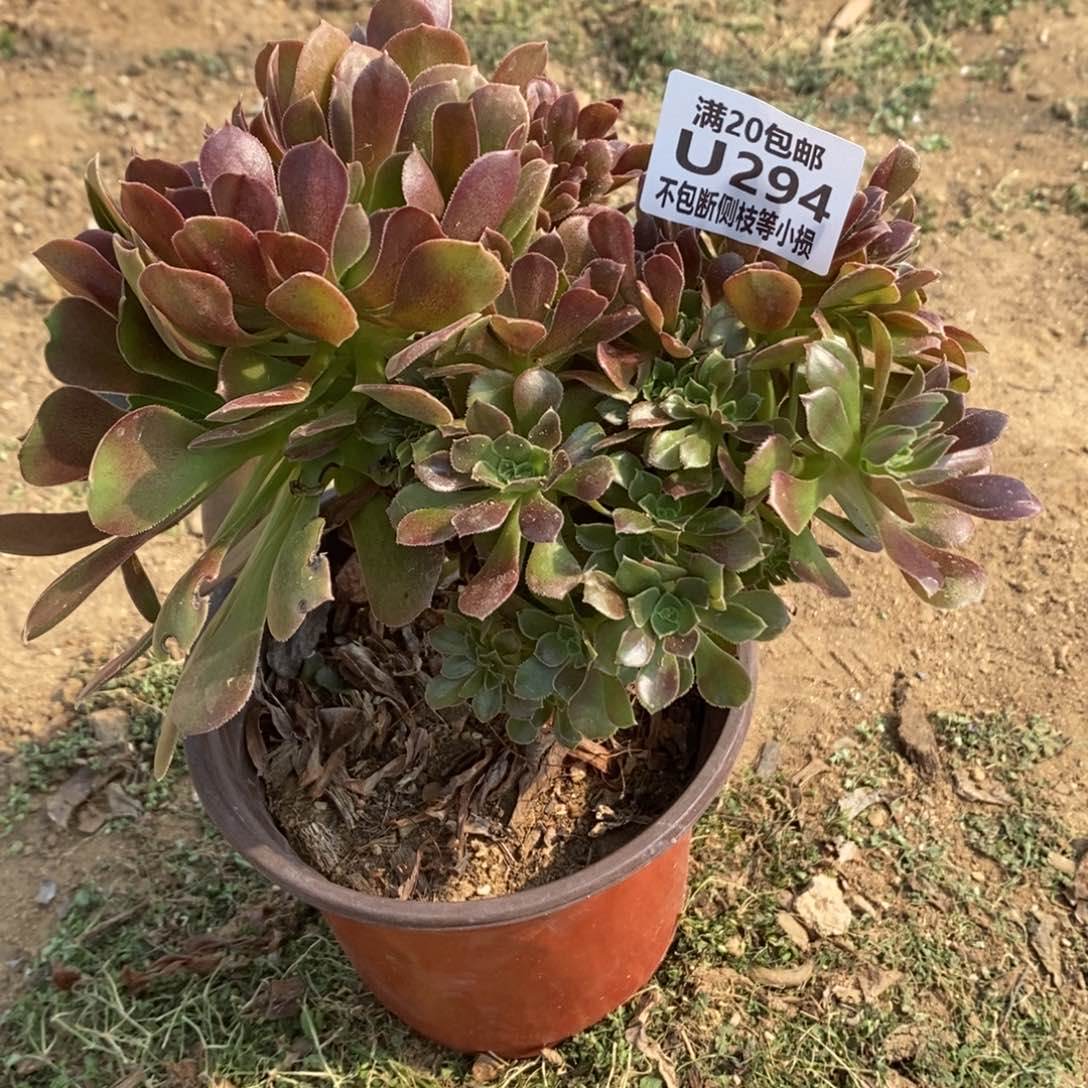 294玫瑰缀化多肉法师锦